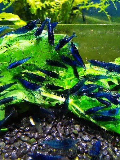 Blue Velvet Neocaridina garnalen. Mooie blauwe kleur, Dieren en Toebehoren, Kreeft, Krab of Garnaal, Zoetwatervis