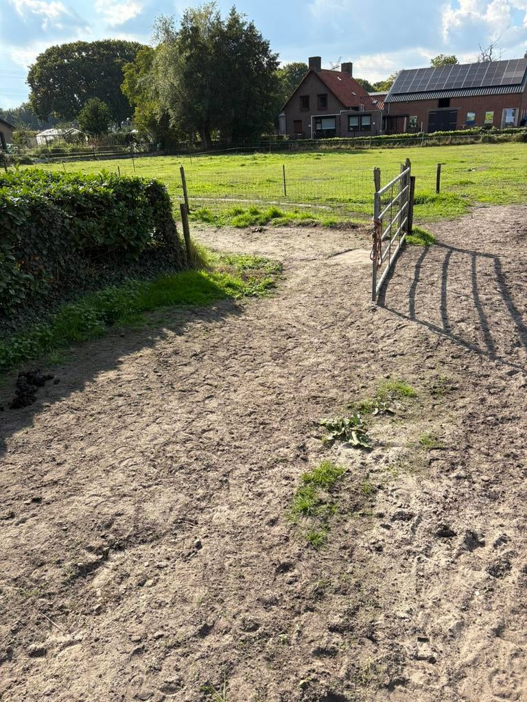 Pony’s, Dieren en Toebehoren, Weidegang, 2 of 3 paarden of pony's