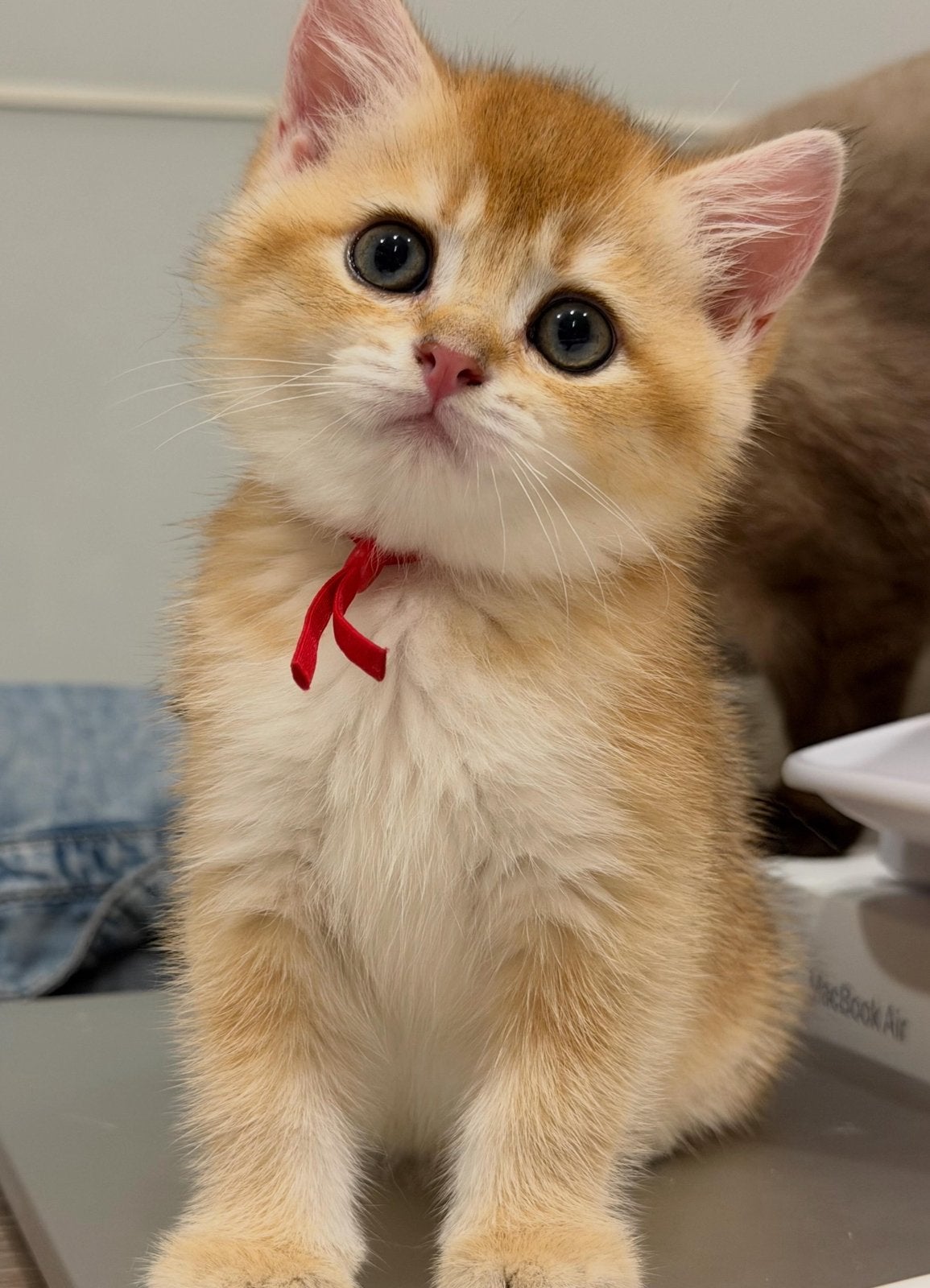 British Shorthair Black Golden, Meerdere dieren, Met stamboom, 0 tot 2 jaar