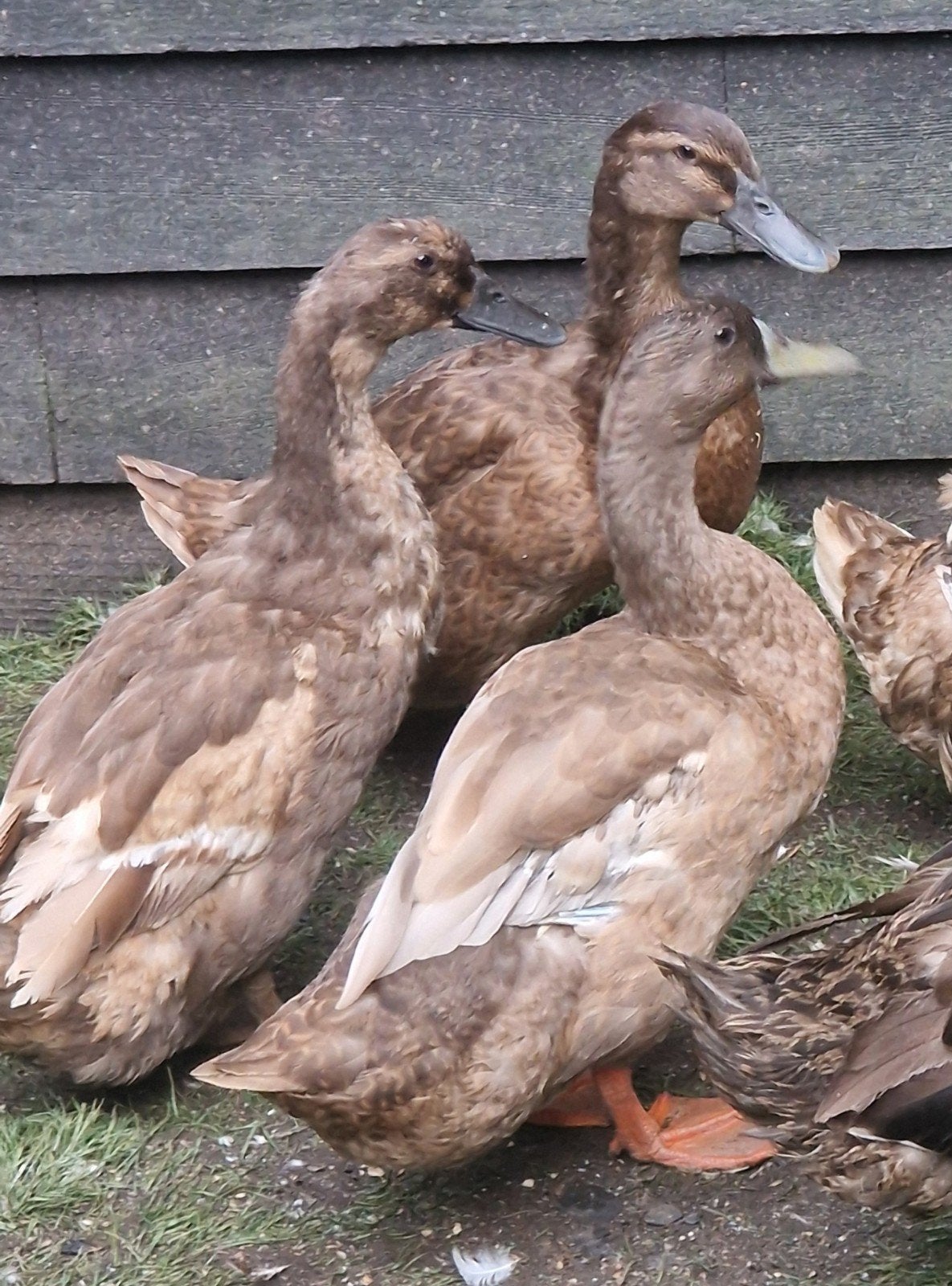 te koop 3 kakhi cambel eenden vrouwen en 1 man, Meerdere dieren, Eend