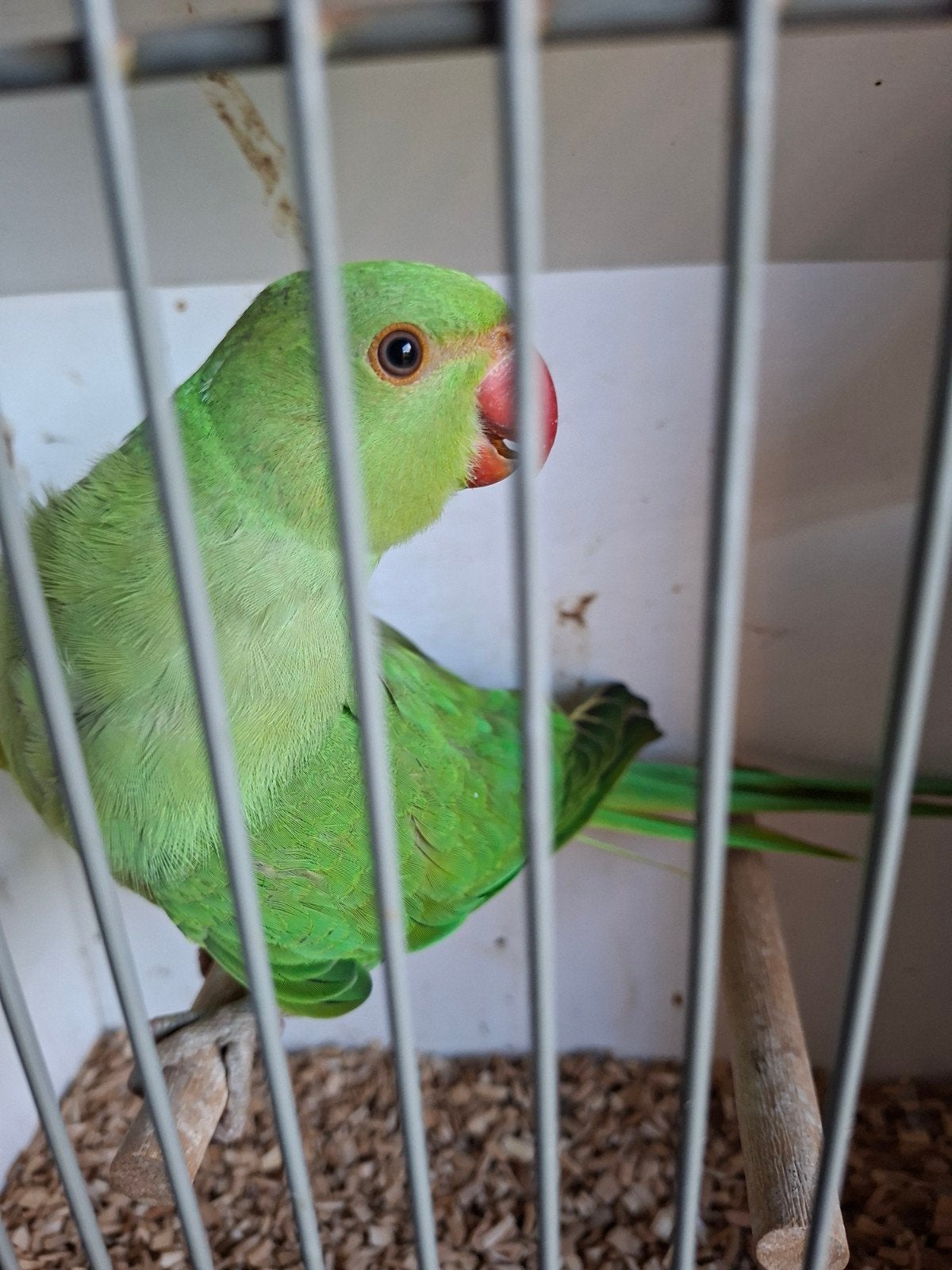 Baby halsbandparkiet, Dieren en Toebehoren, Geslacht onbekend, Parkiet