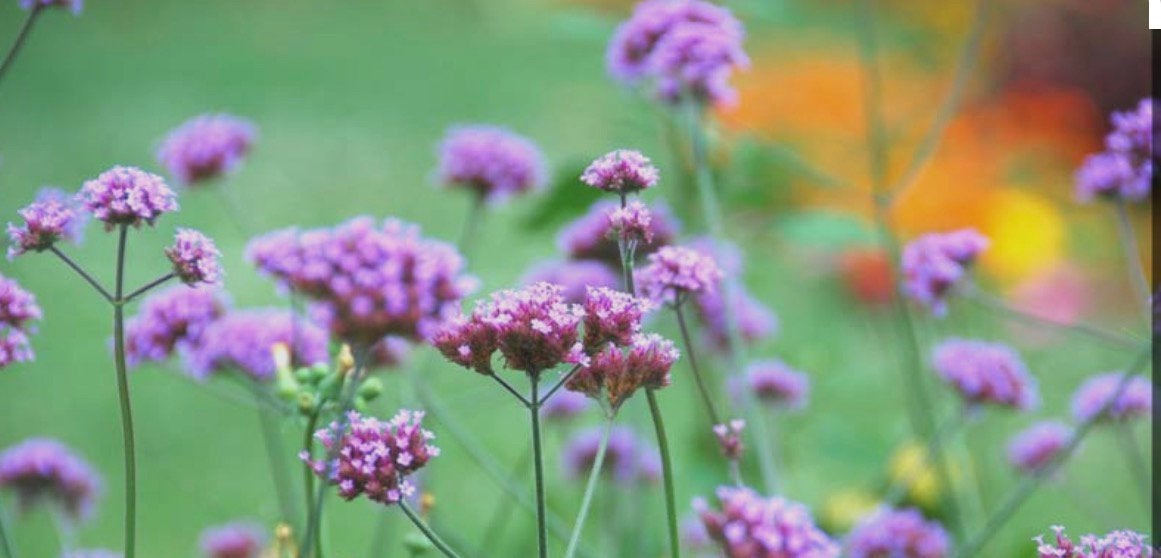 Verbena bonariensis ijzerhard en winterhard, Ophalen, Overige soorten, Volle zon