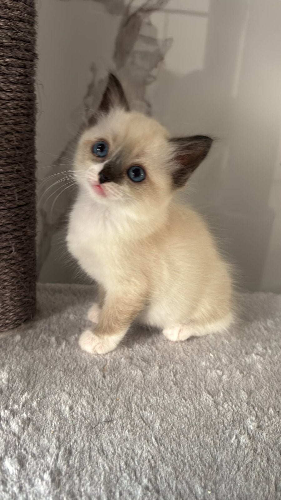 100 procent ragdoll, Meerdere dieren