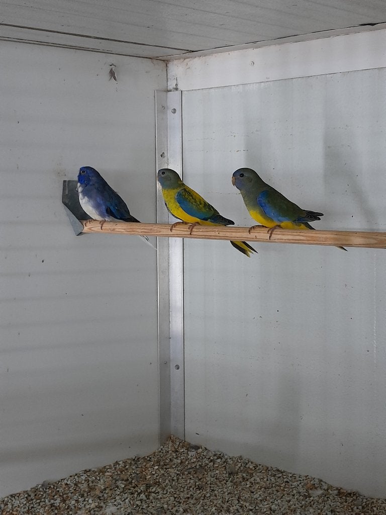 splendid, Meerdere dieren, Parkiet, Geringd