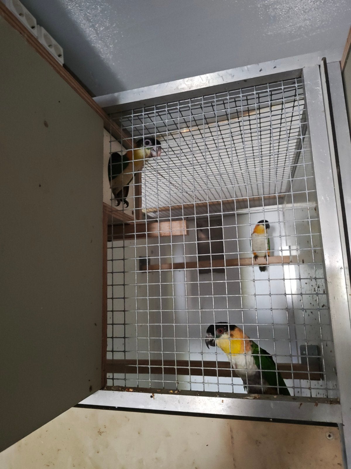 Jonge zwartkopcaiques van 2026, Meerdere dieren, Papegaai, Geringd