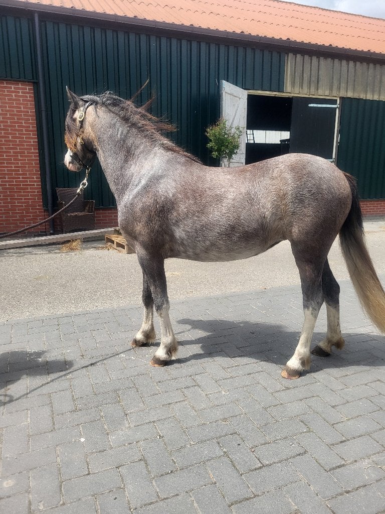 *nieuwe!* Meerdere fantastische welsh A pony's te koop, Met stamboom, Niet van toepassing, 0 tot 2 jaar, A pony (tot 1.17m)