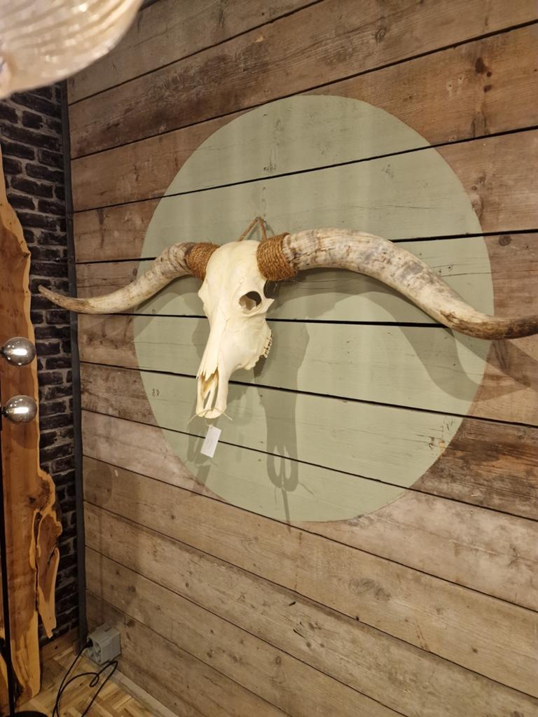 Longhorn schedel xxl 140cm breed, Ophalen, Schedel