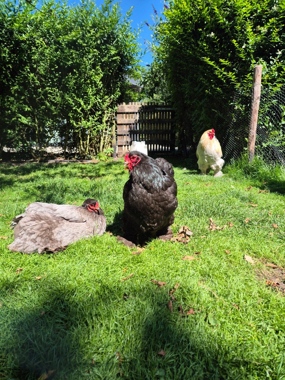 Brahma kippen, Dieren en Toebehoren, Pluimvee, Kip, Meerdere dieren