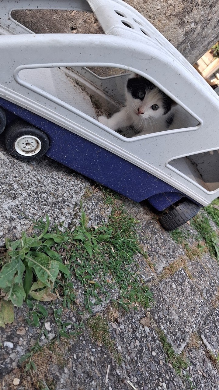 Boerderij kittens, Meerdere dieren