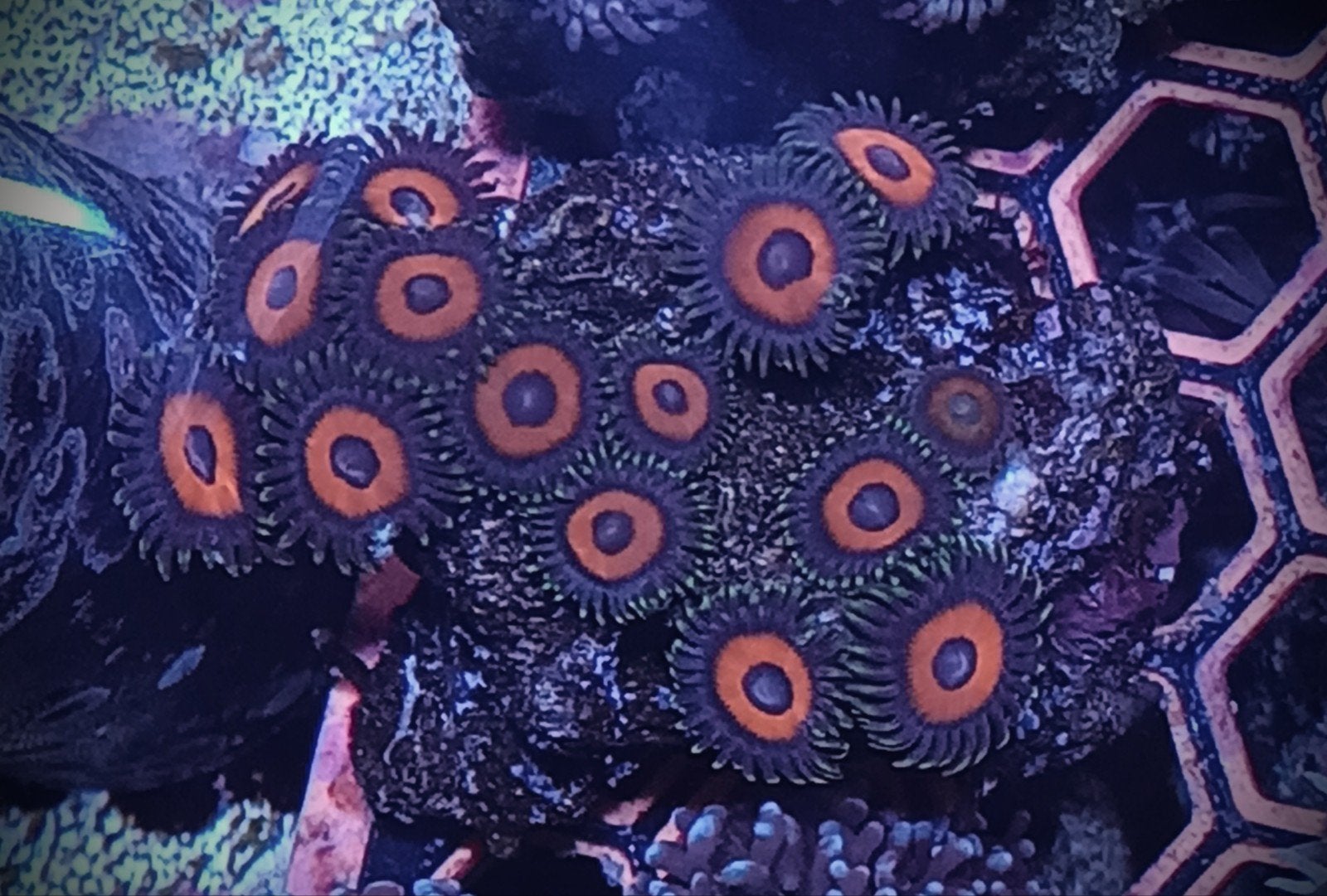 WYSIWYG Eagle Eye zoanthids, Dieren en Toebehoren, Vissen | Aquariumvissen, Zoutwatervis, Overige typen
