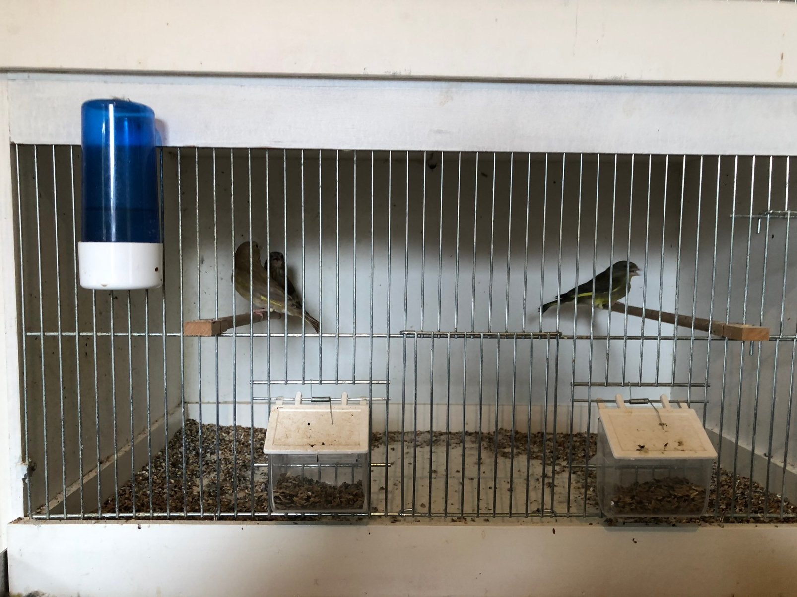 Te koop, Dieren en Toebehoren, Meerdere dieren, Geringd