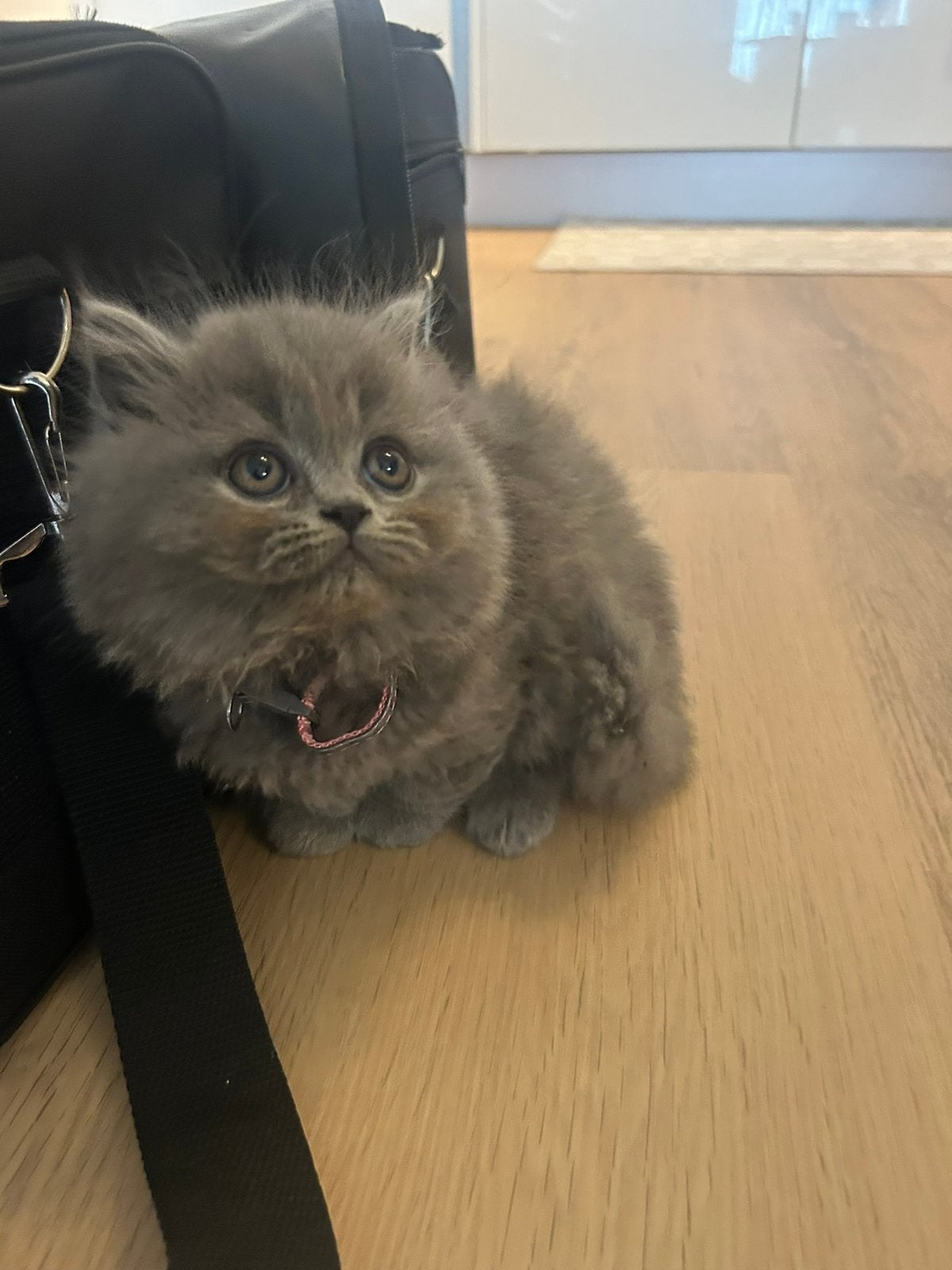 Poesje Britse korthaar halflang, Dieren en Toebehoren, Katten en Kittens | Raskatten | Korthaar, Poes, Ontwormd