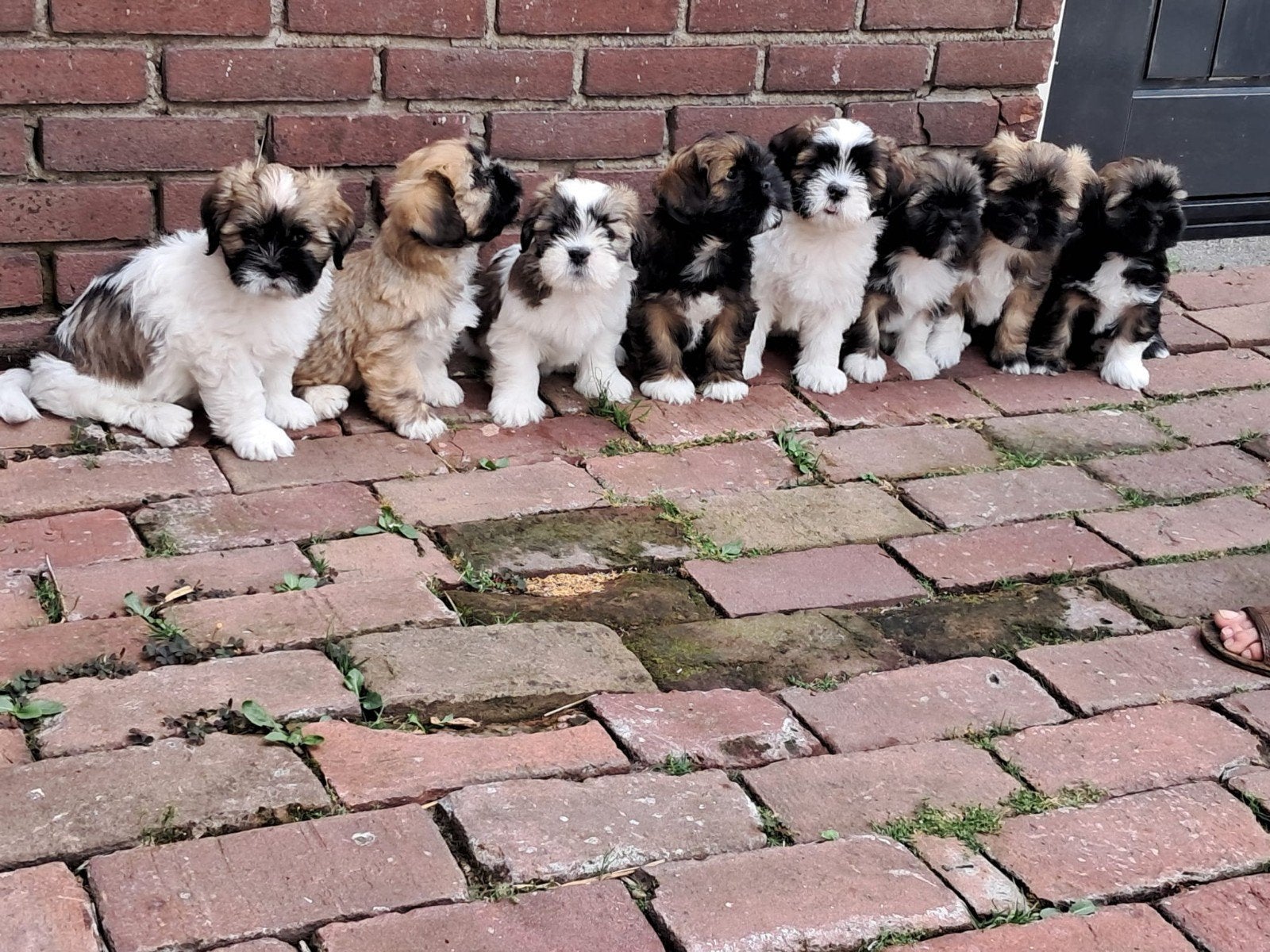 Te koop Lhasa apso pups, Overige rassen, 8 tot 15 weken, Meerdere, Meerdere dieren