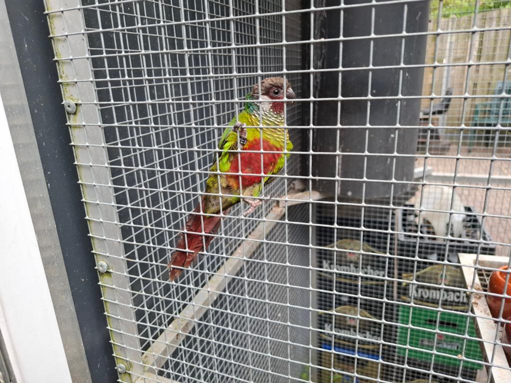 Gezocht pyrrhura leucotis, Vrouwelijk, Parkiet