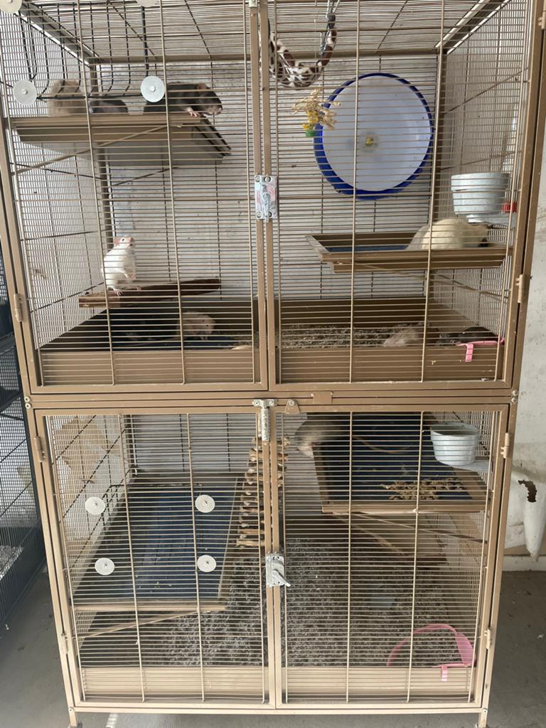 2 fijne kooien knaagdier, te koop! Rat, muis, gerbil,hamster, Dieren en Toebehoren, Kooi, Minder dan 75 cm, Zo goed als nieuw