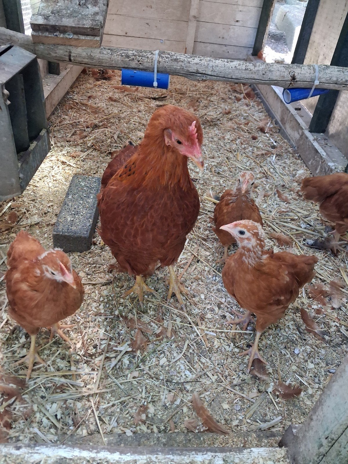 kip kuikens, Meerdere dieren, Kip