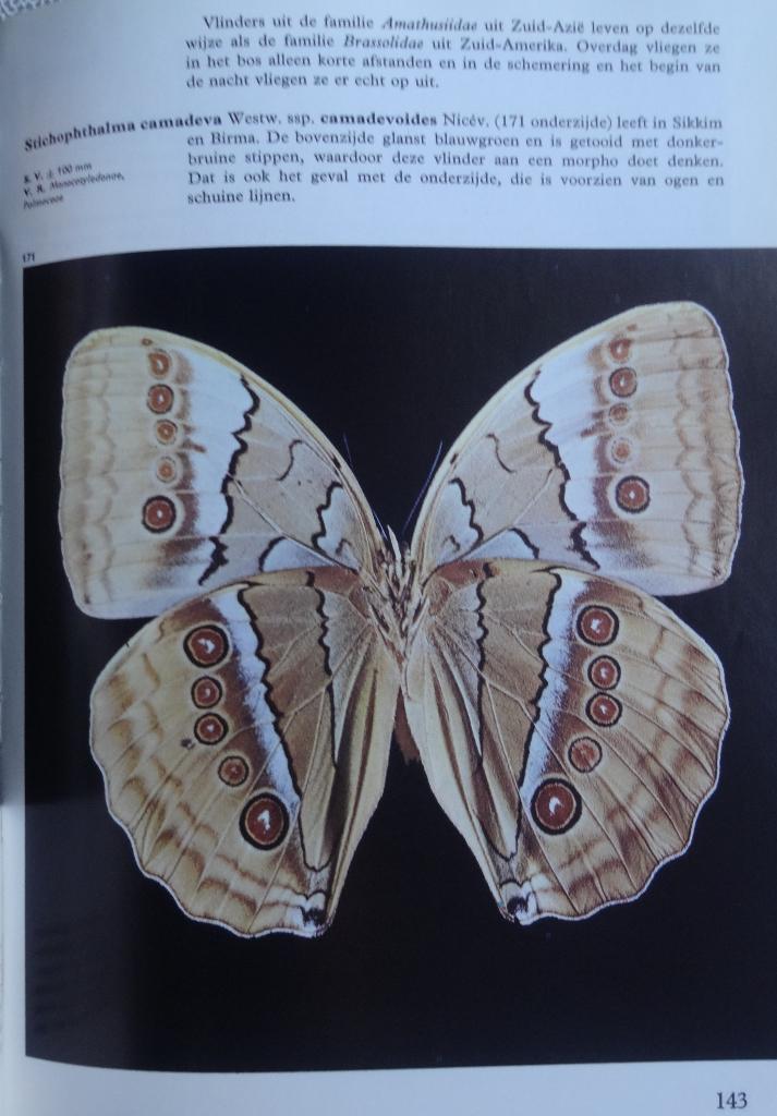 VLINDERS IN WOORD EN BEELD * V.J.Stanek *, Boeken, Natuur, Verzenden, Zo goed als nieuw, Overige onderwerpen, V.J.Stanek