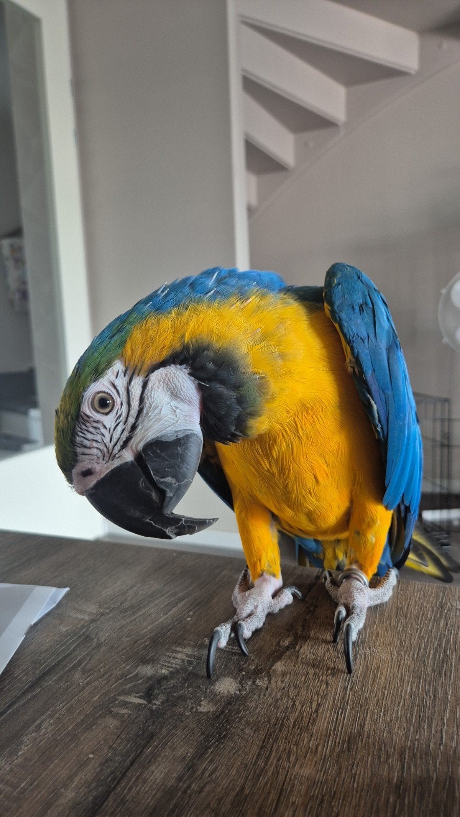 ara, Dieren en Toebehoren