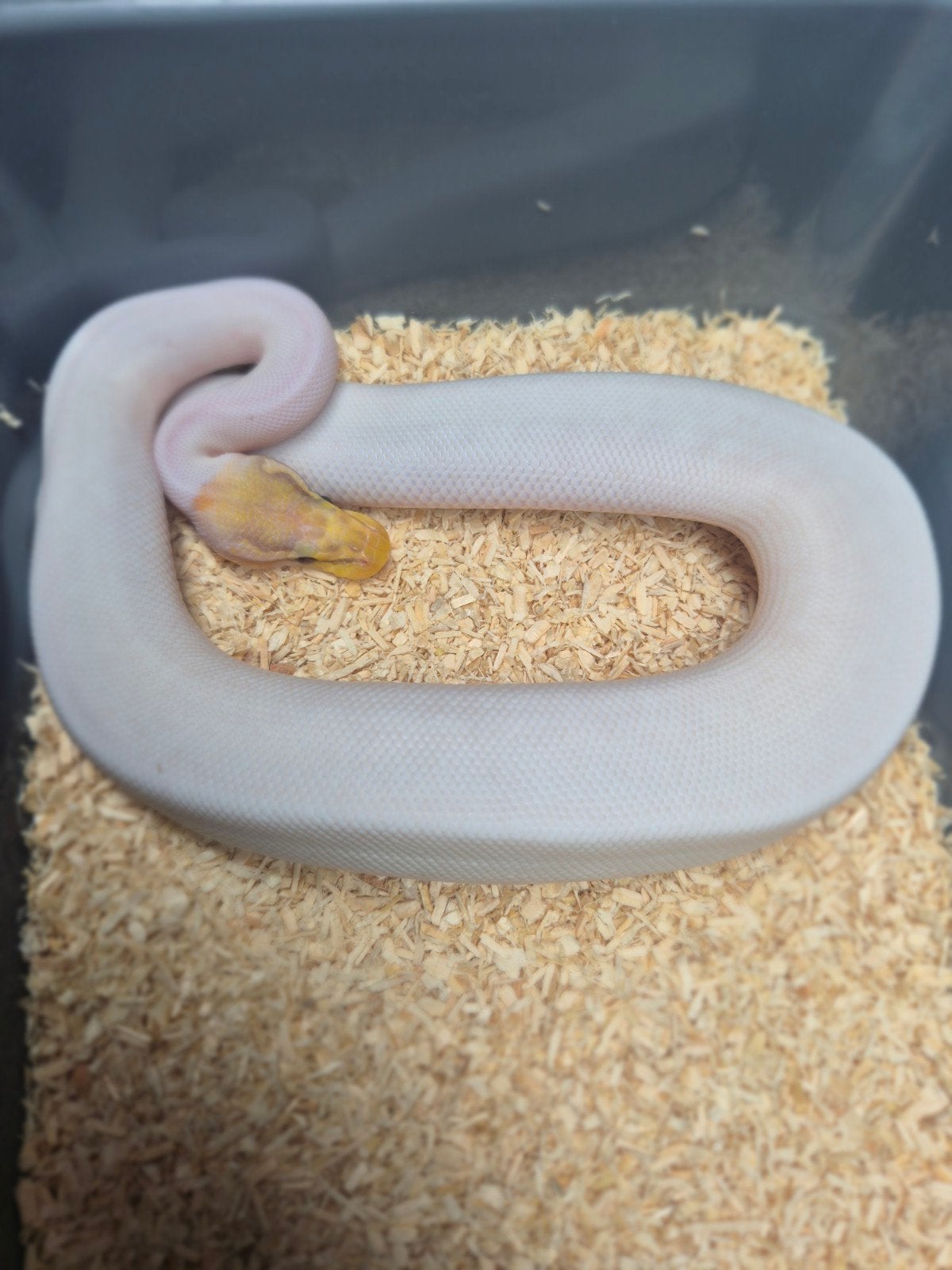 ballpython / python regius nakweek 2026 Ball Python photo 2