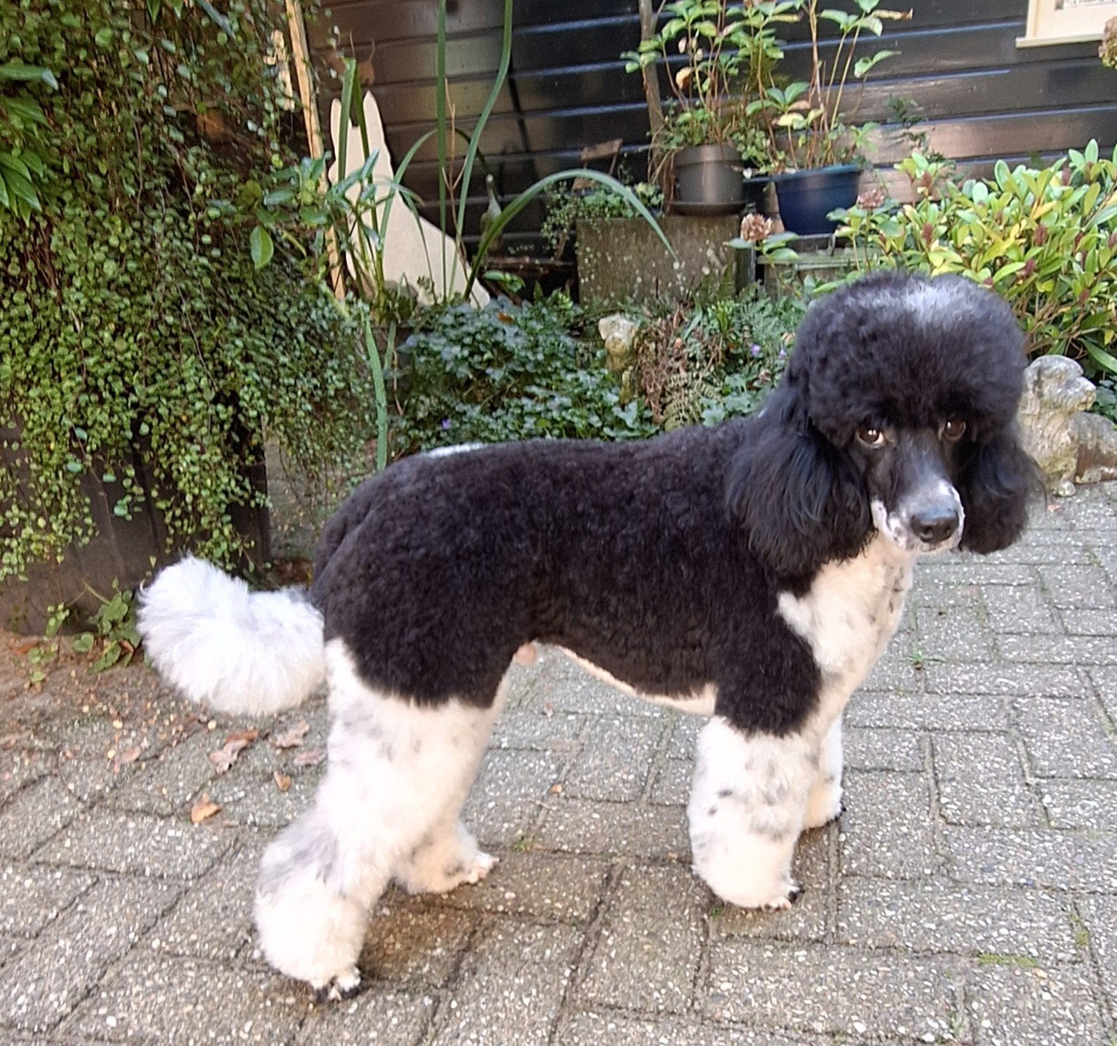 ter dekking aangeboden   middenslag poedel  38cm schofthoog, Poedel, Reu, 1 tot 2 jaar, Eén hond
