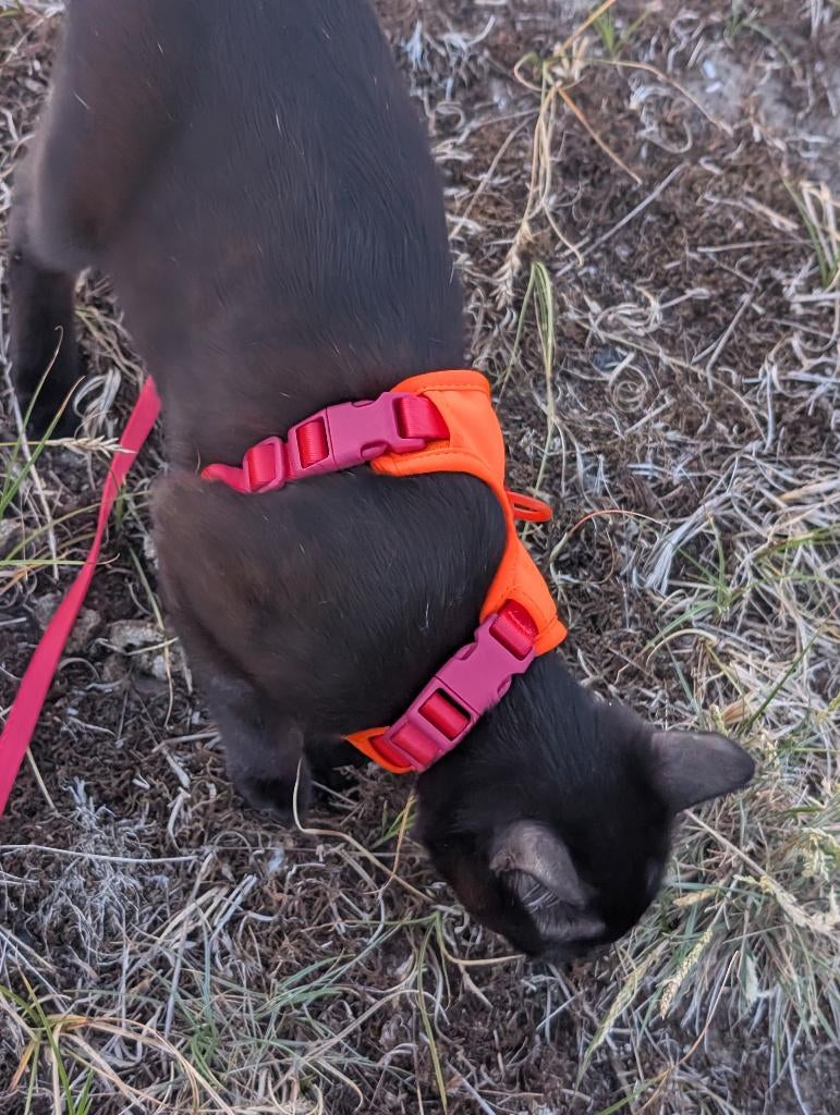 Kattentuigje Lucy Balu, Ophalen of Verzenden, Zo goed als nieuw