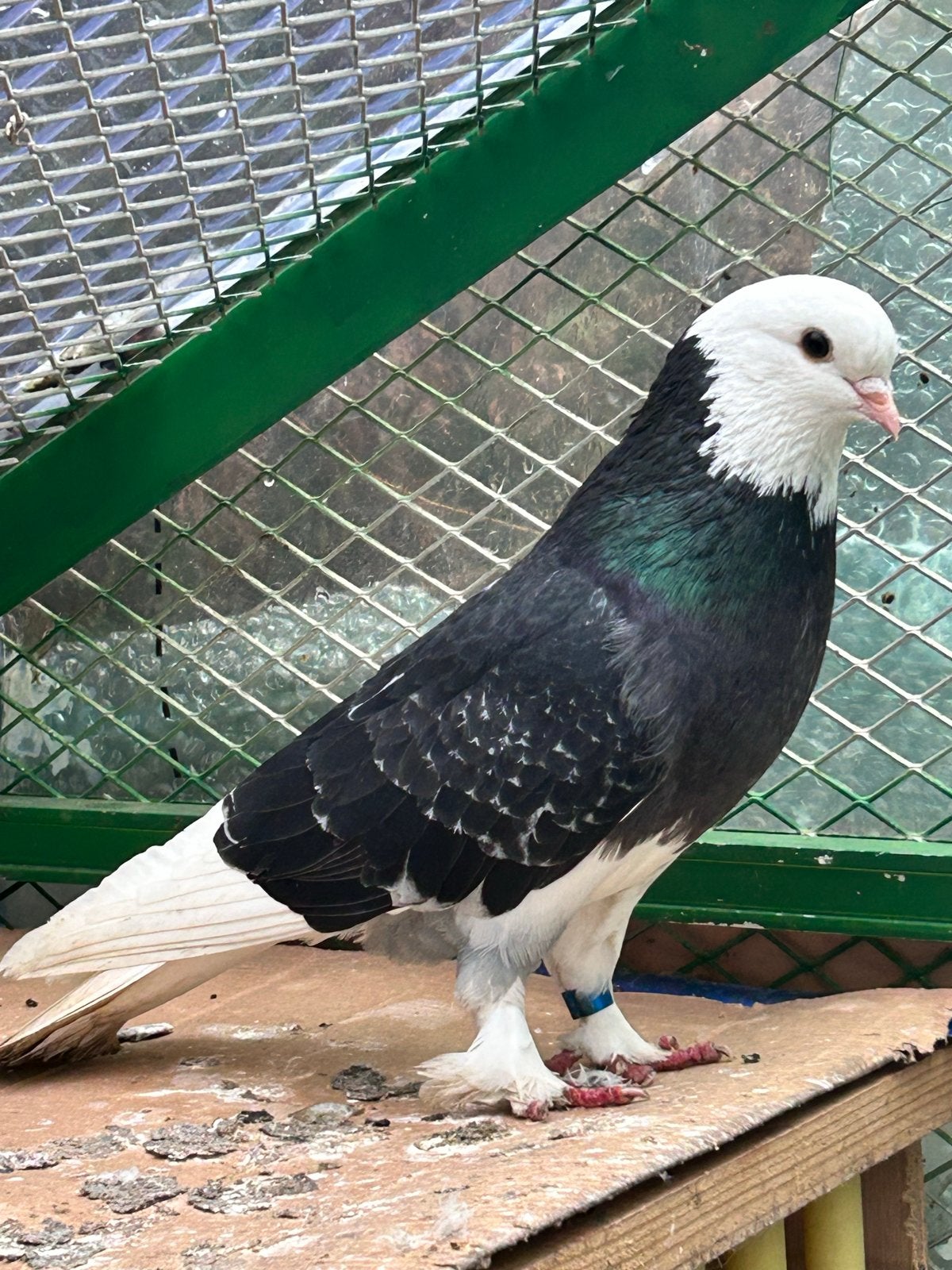 Takla broed doffer, Dieren en Toebehoren, Vogels | Duiven