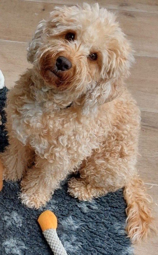 Mini labradoodle puppies verwacht, Dieren en Toebehoren, Overige rassen, 8 tot 15 weken, Parvo, Meerdere