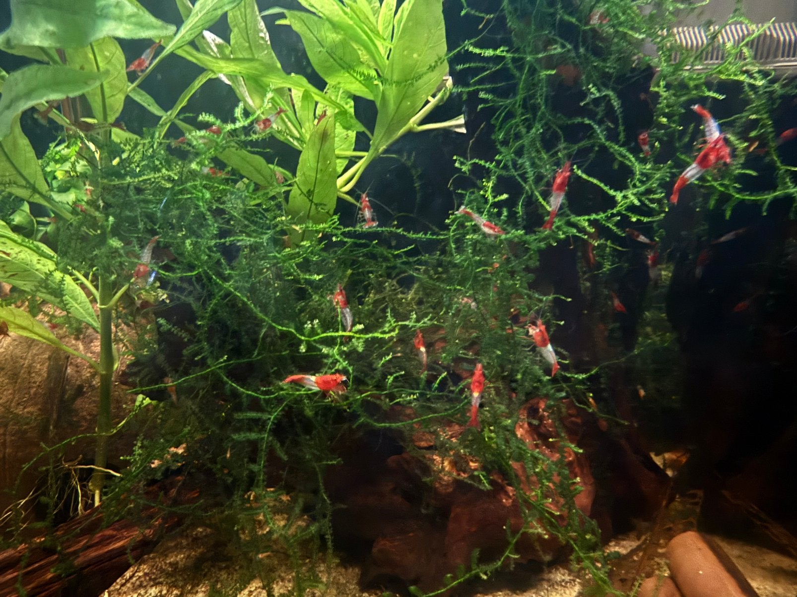 Red Rili garnalen (Neocaridina davidi) te koop, Dieren en Toebehoren, Kreeft, Krab of Garnaal