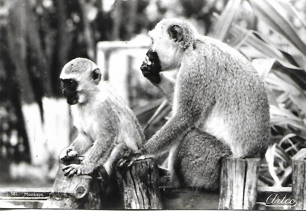 Apen., Verzenden, 1960 tot 1980, Ongelopen, Wild dier