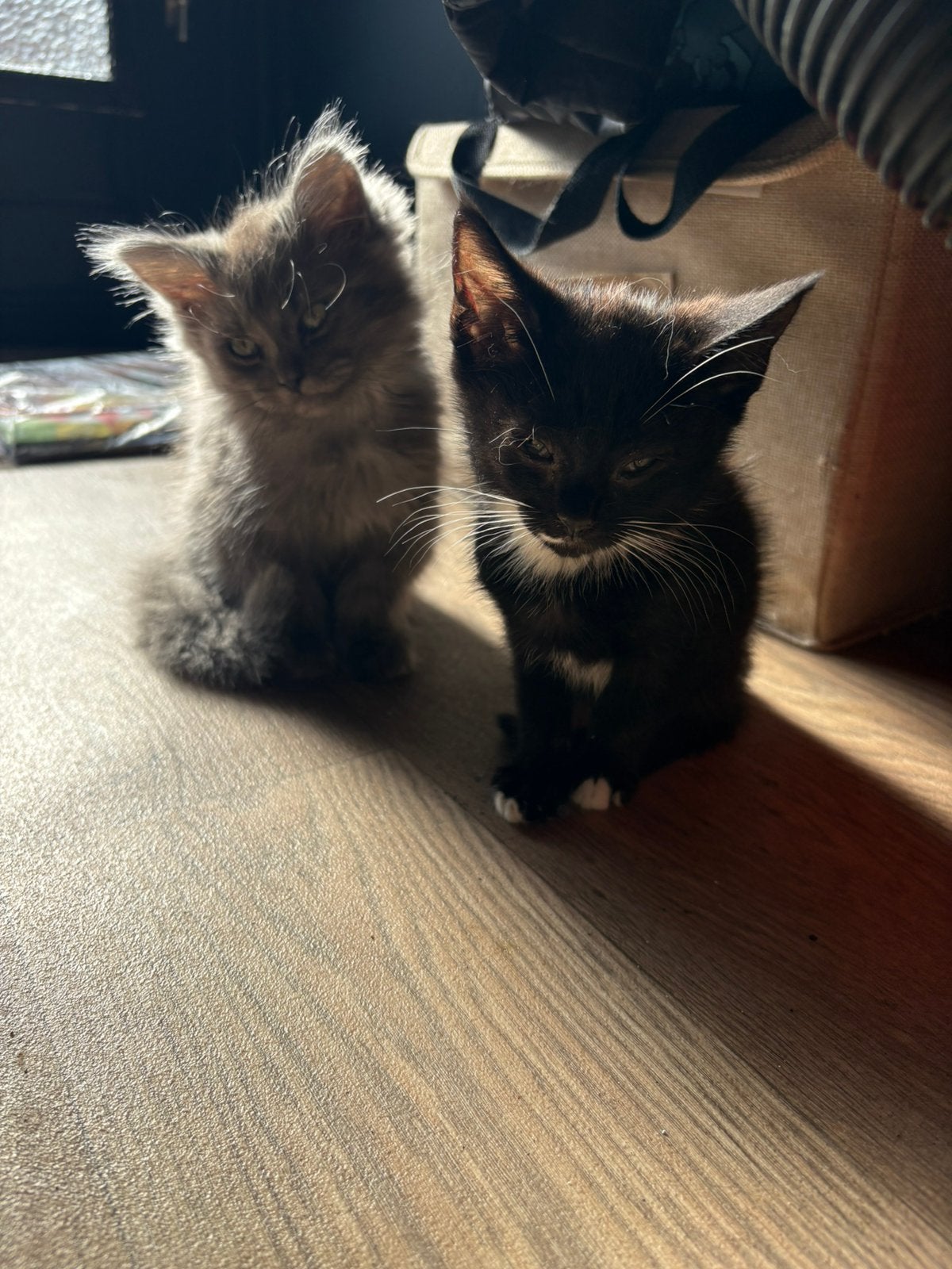 Kruising maine coon kittens 175€, Meerdere dieren, 0 tot 2 jaar