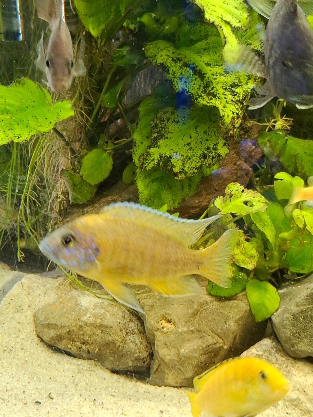 Aulonocara maleri gold Malawi cichliden, Vis
