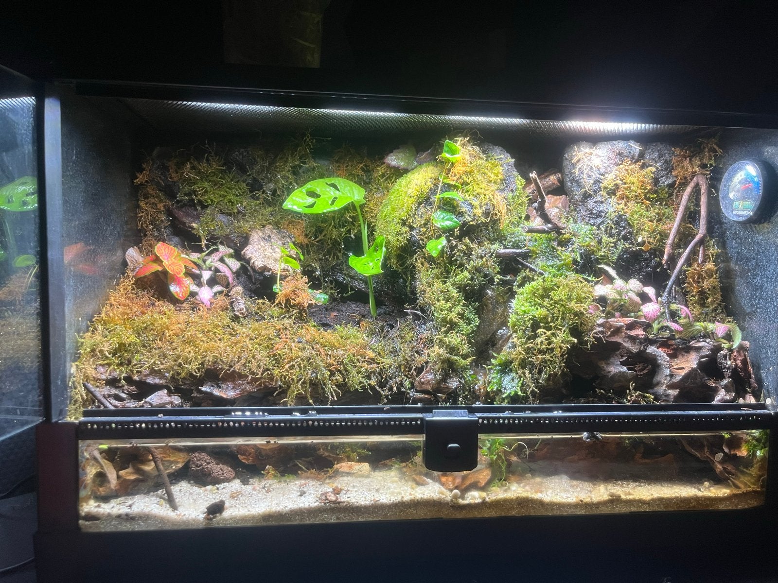 Vampierkrab paludarium 51x25x30., Dieren en Toebehoren, Reptielen en Amfibieën, Amfibie, Met terrarium, 0 tot 2 jaar