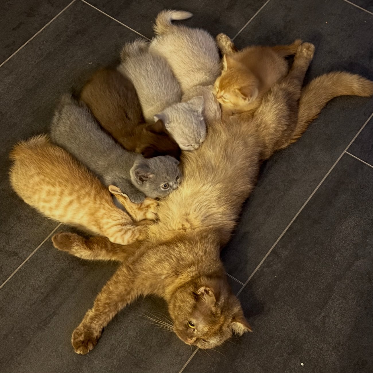 Britse korthaar kitten prachtige RED katertje geent …, Dieren en Toebehoren, Kater, Ontwormd
