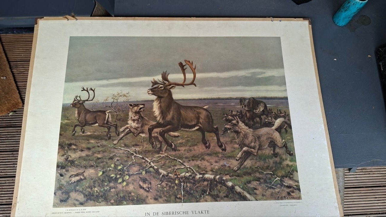 Grote Vintage Schoolplaat  2-zijdig Biologie, Ophalen, Natuur en Biologie