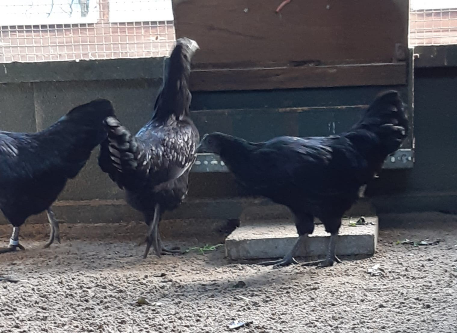 Te koop, Dieren en Toebehoren, Mannelijk, Kip