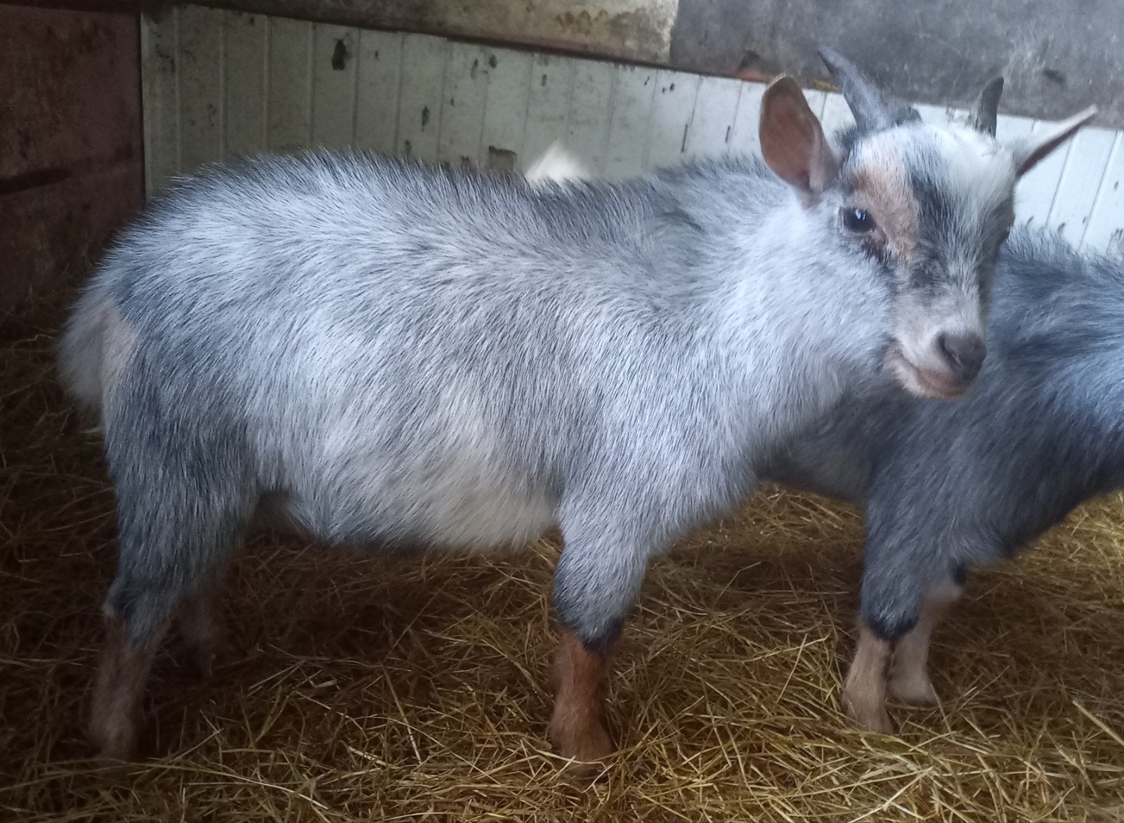 Blauwschimmel met tan bok CAE en CL-vrij, Dieren en Toebehoren, Mannelijk, Geit, 0 tot 2 jaar
