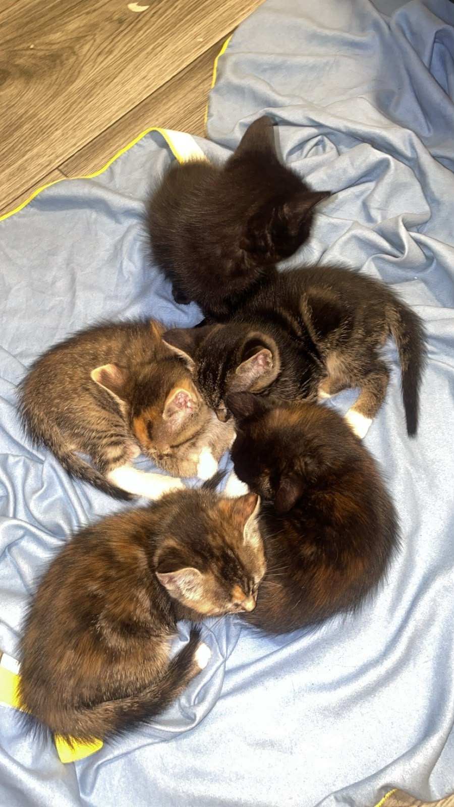 kittens te koop 9 weken oud