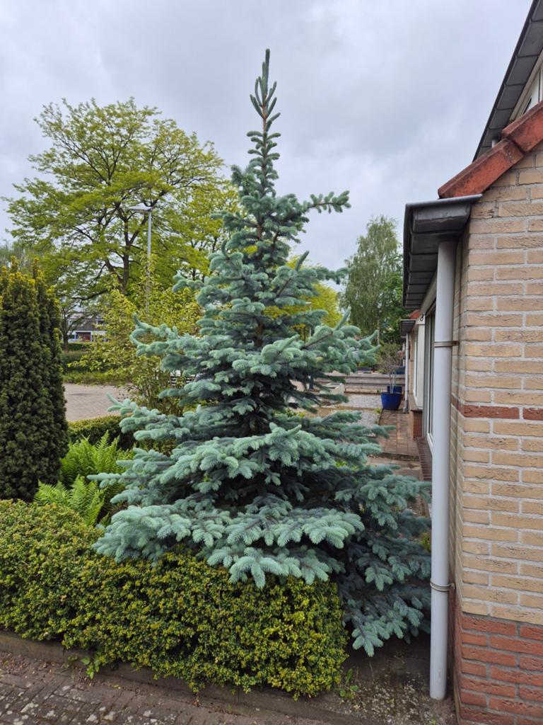 Fijn spar, Tuin en Terras, Ophalen of Verzenden, Bloeit niet, Volle zon, Overige soorten