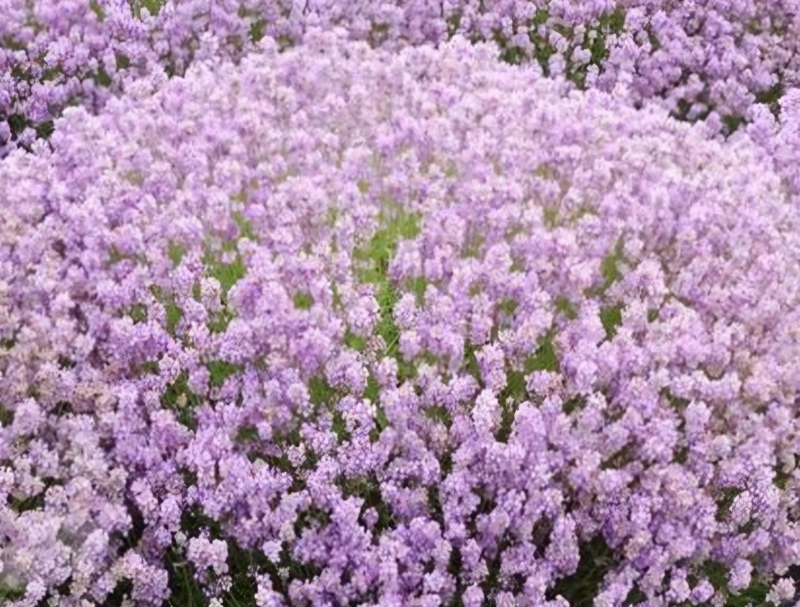 Roze lavendel,  lavendula rosea, Overige soorten, Volle zon, Vaste plant, Ophalen of Verzenden