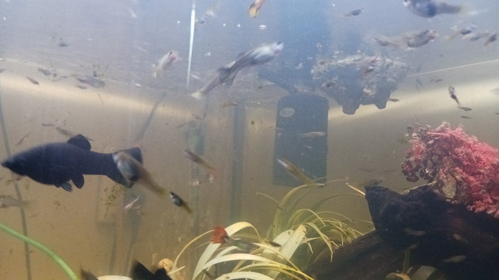 Guppies Tekoop, Dieren en Toebehoren, Vissen | Aquariumvissen, Vis