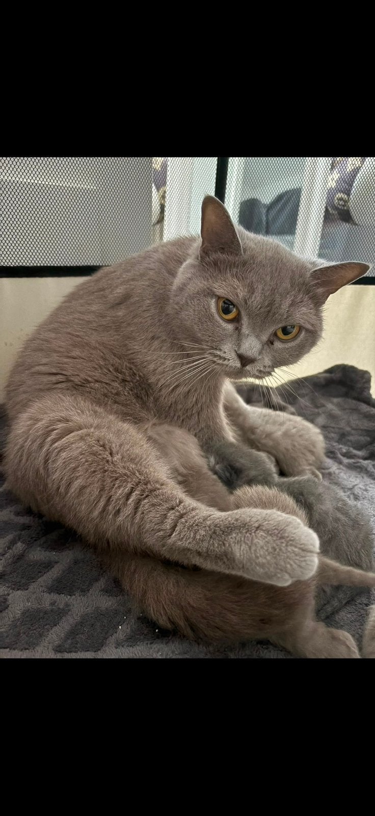 Britse korthaar, Dieren en Toebehoren, Katten en Kittens | Dekkaters