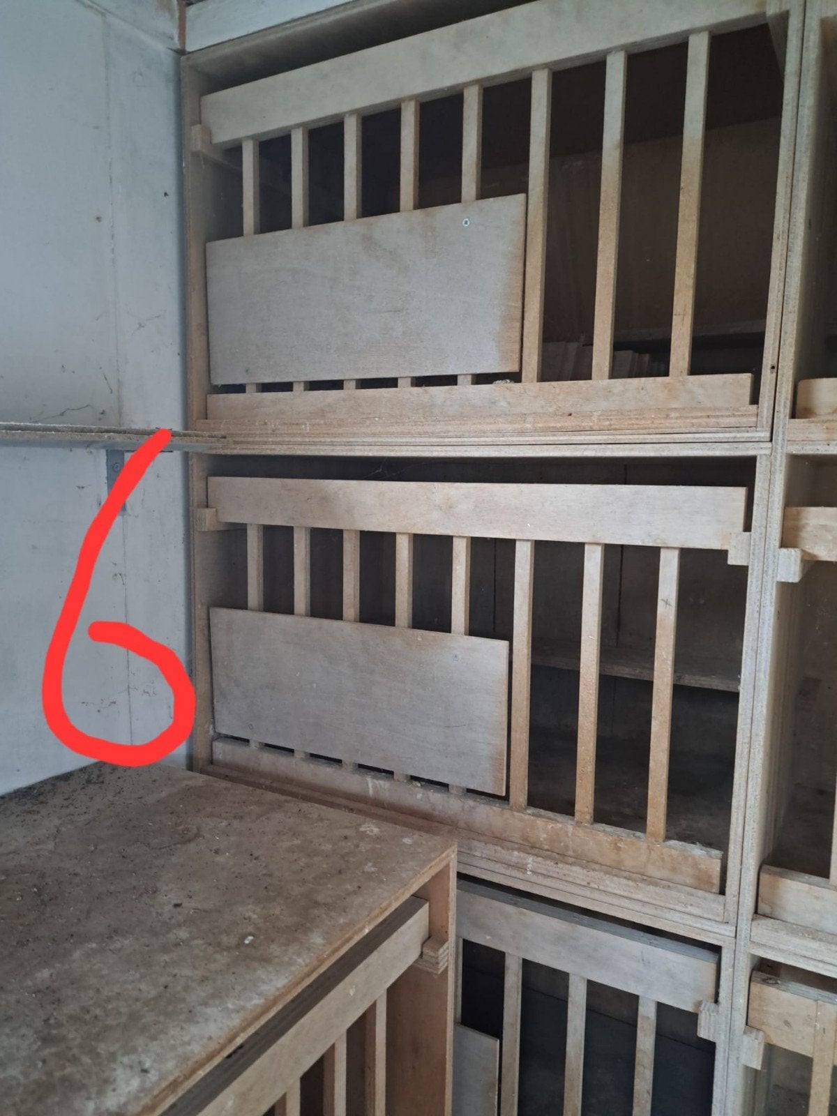 broedhokken 6x, Dieren en Toebehoren, Vrouwelijk