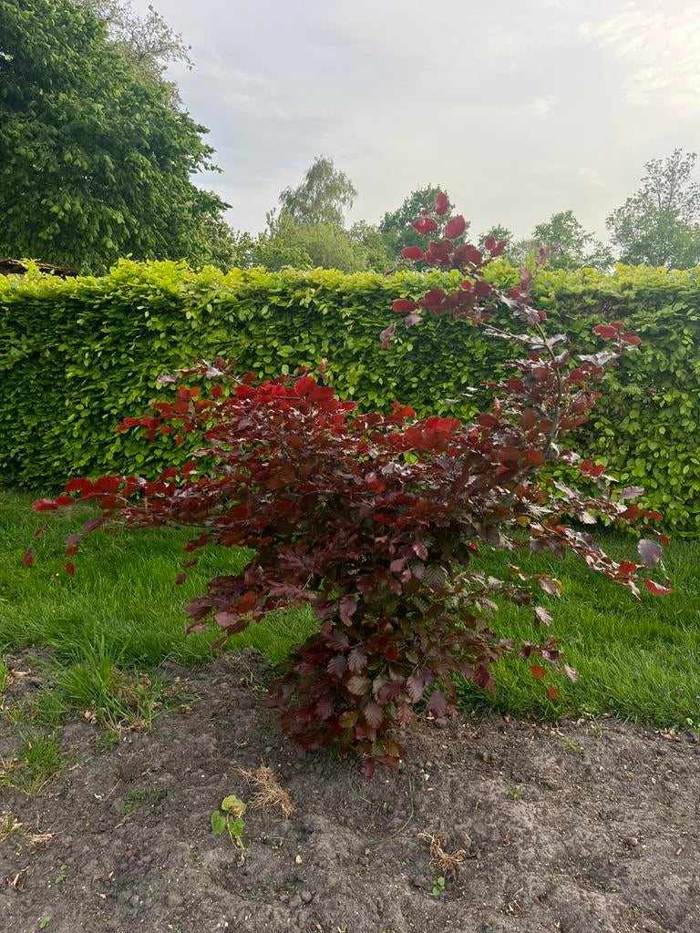 Rode beuken boom, Tuin en Terras, Planten | Bomen, Ophalen, Bloeit niet, Halfschaduw, Overige soorten