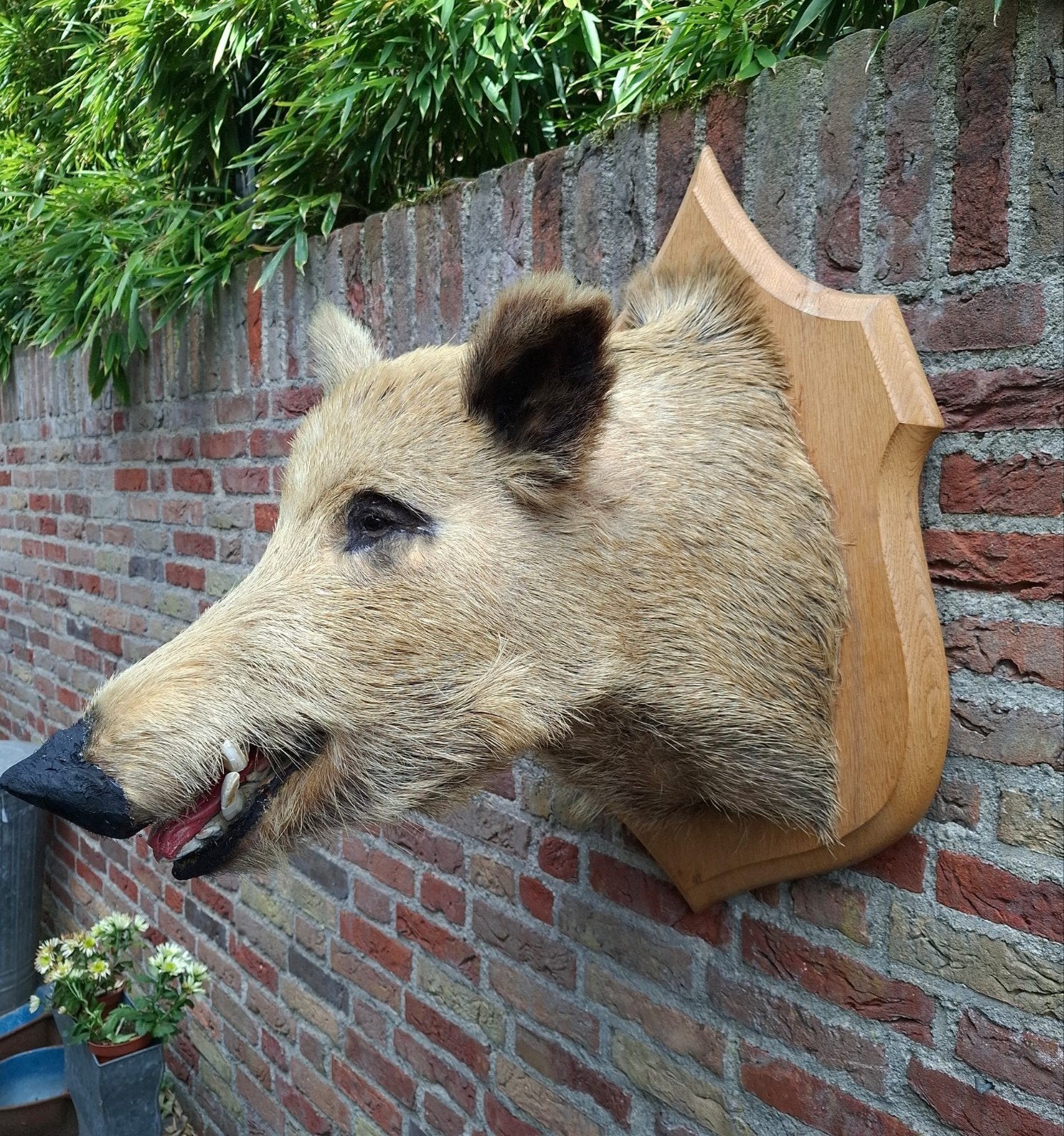 Opgezette kop zwijn taxidermy jacht schedel hert brocante, Verzamelen, Dierenverzamelingen, Ophalen, Wild dier, Gewei of Kop