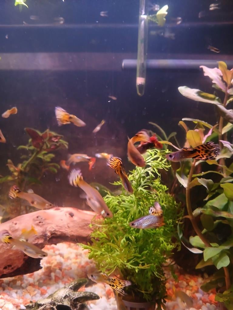 Guppen guppies gupjes guppy guppys, Vis
