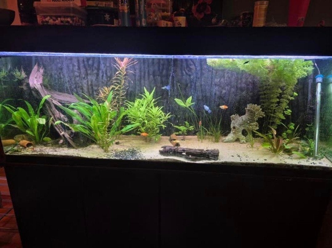 Unieke aquarium van 180cm, Dieren en Toebehoren, Vissen | Aquaria en Toebehoren, Ophalen, Inclusief vissen, Gebruikt, Gevuld zoetwateraquarium