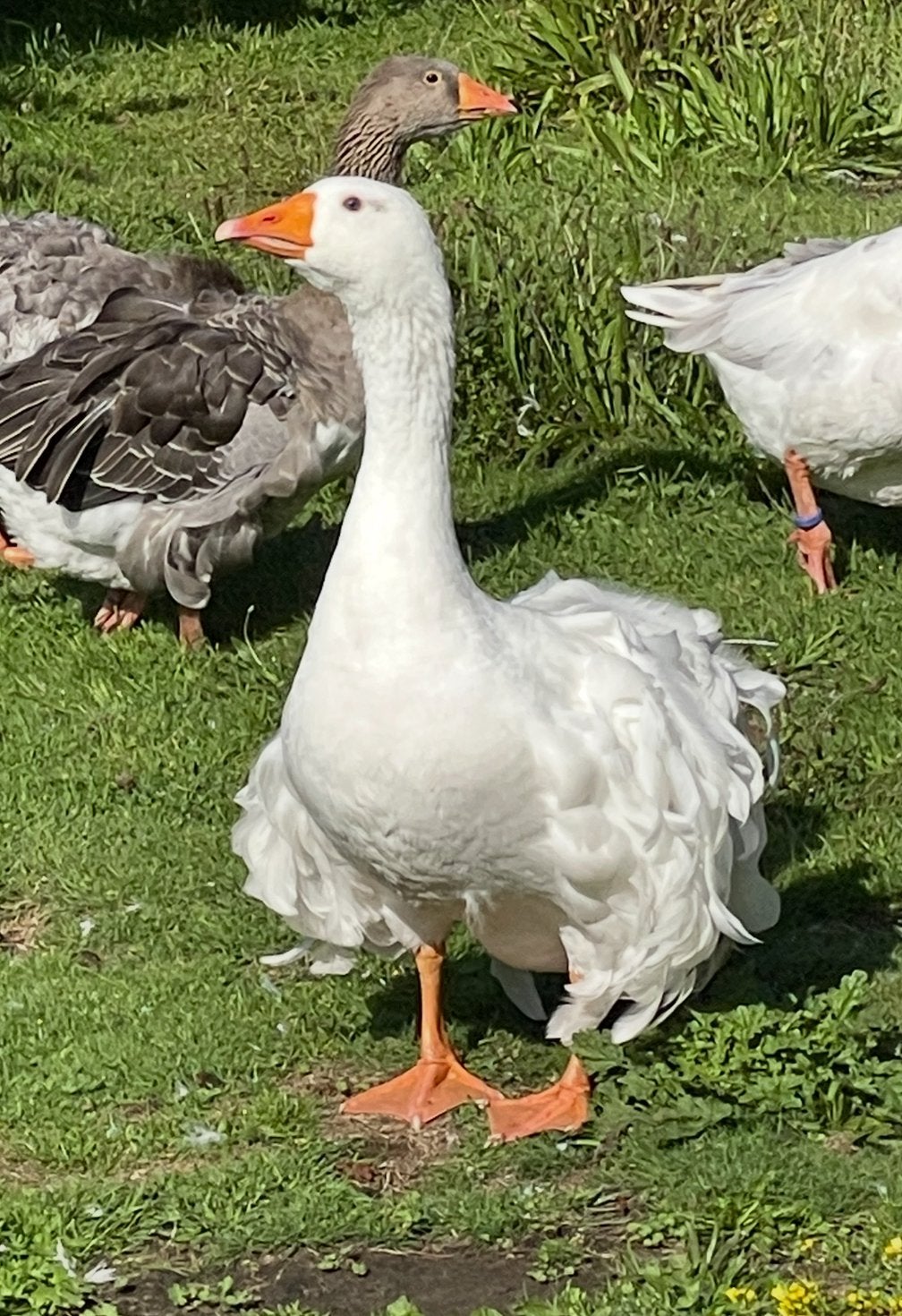 Sebastepolganzen Krulveerganzen gans ganzen, Meerdere dieren, Eend