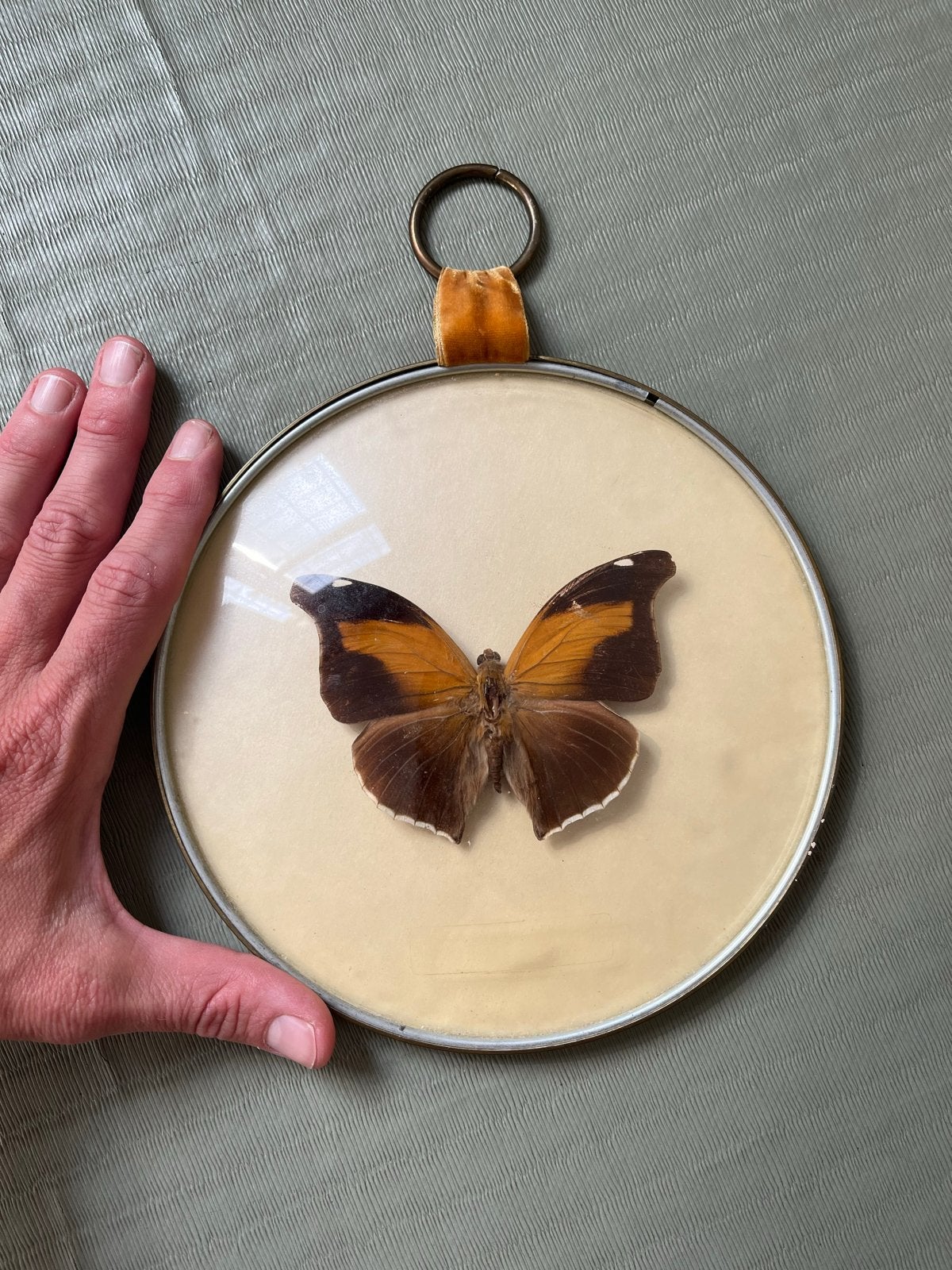 Vintage ingelijste vlinder - Historis Orion, Ophalen, Gebruikt, Insect, Opgezet dier