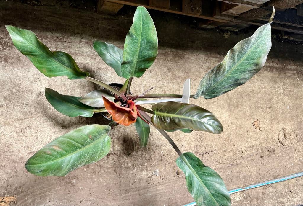 Philodendron Imperial Red - P15, Huis en Inrichting, Kamerplanten, Overige soorten, In pot, Minder dan 100 cm, Groene kamerplant