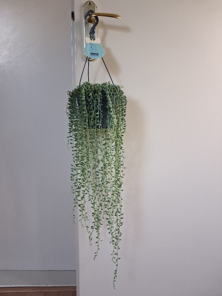 Senecio Herreianus - Erwtenplant/Koraalketting/Hangplant, Huis en Inrichting, Ophalen, Vetplant, Halfschaduw, Minder dan 100 cm
